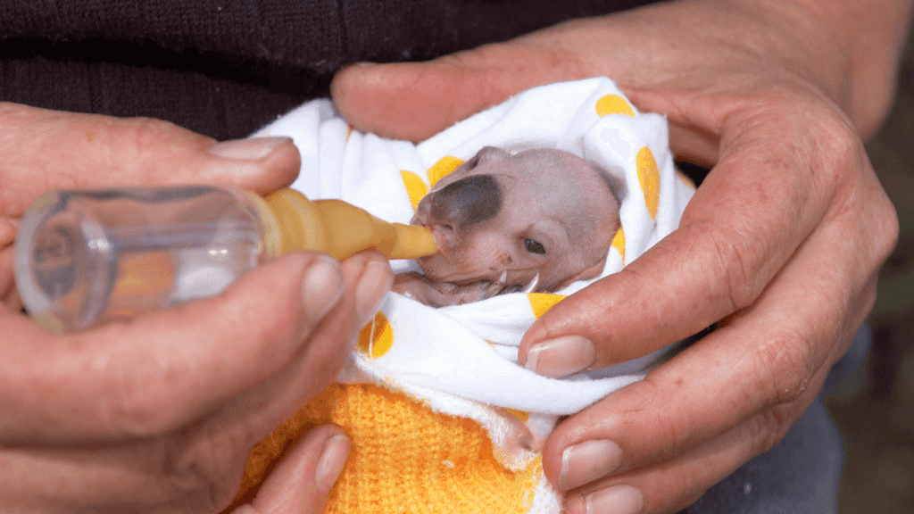 Baby wombat being bottle-fed during wildlife care experience on East Coast Australia tour. Unique stop on 8-day Sydney to Brisbane trip.