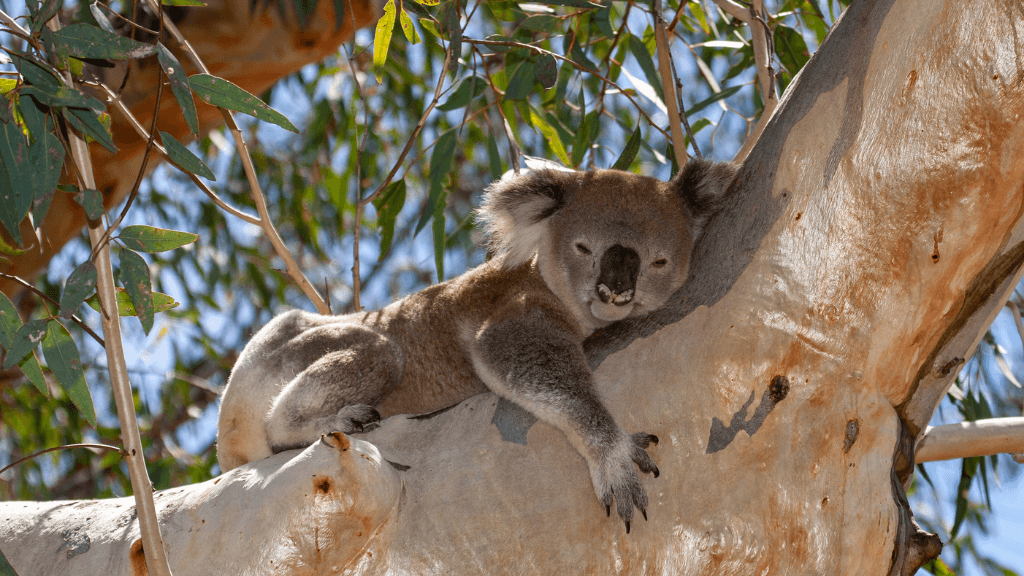 Koala resting in eucalyptus tree on East Coast Australia tour. Wildlife encounter on 8-day Sydney to Brisbane travel experience.