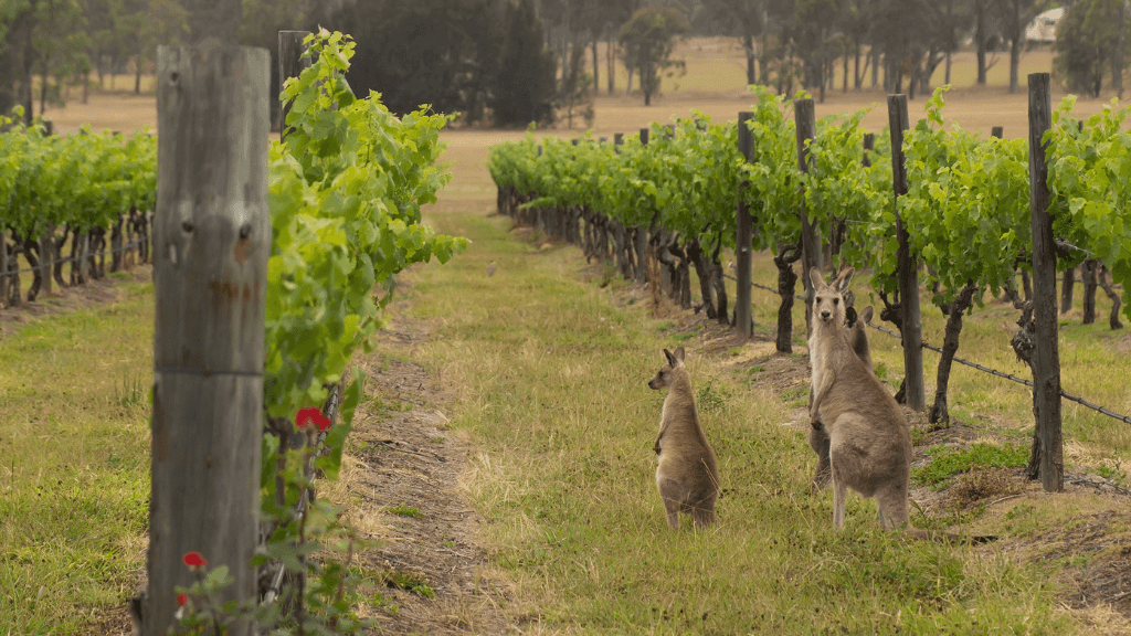 Kangaroos in vineyard on East Coast Australia tour. Wildlife and winery experience on 8-day Sydney to Brisbane journey.