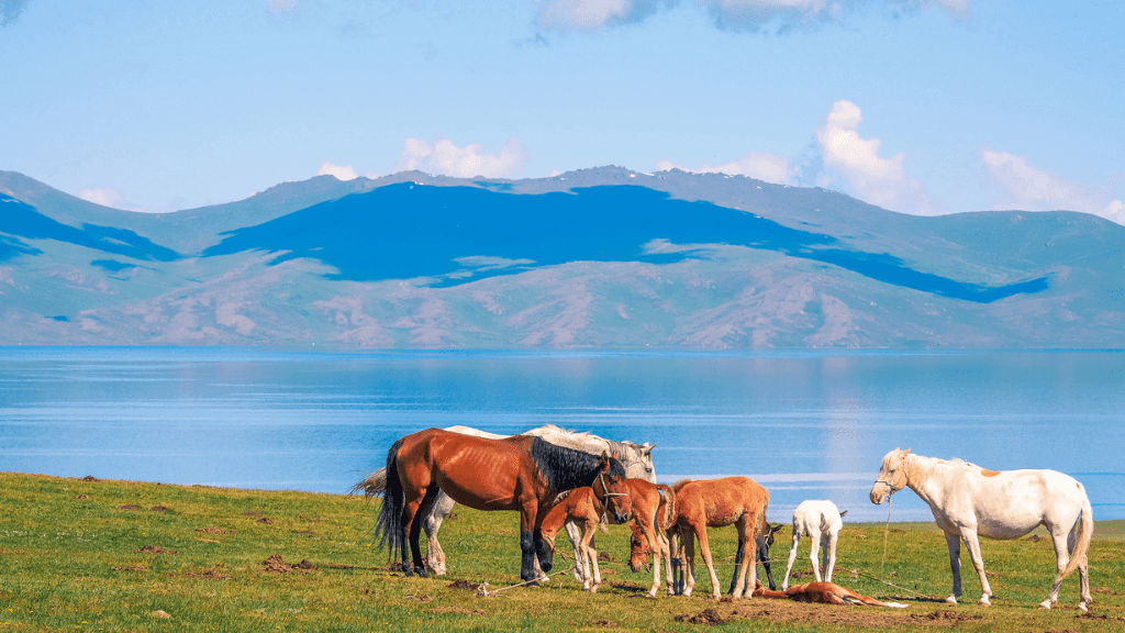 Horses grazing near Song-Kul Lake in Kyrgyzstan, showcasing nomadic life on the Silk Road Cities Tour - Central Asia Adventure.