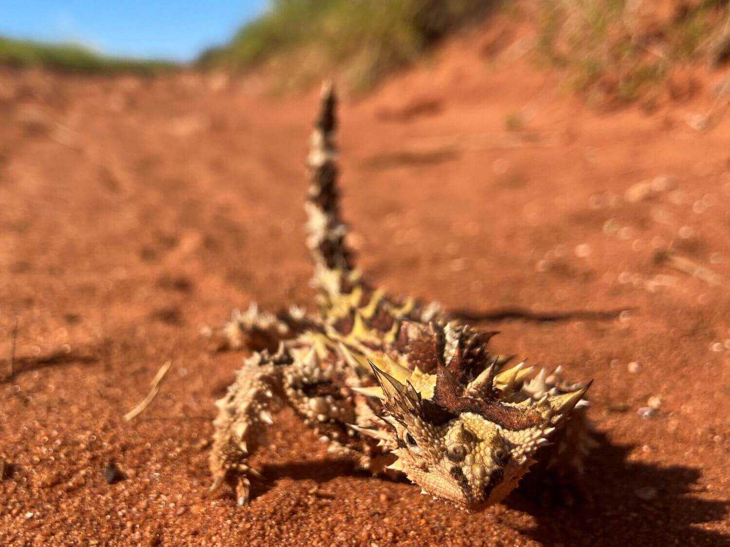 Close-up of a thorny devil lizard on a red dirt trail, spotted during the 4-Day Ningaloo Kayak Expedition in Cape Range National Park.