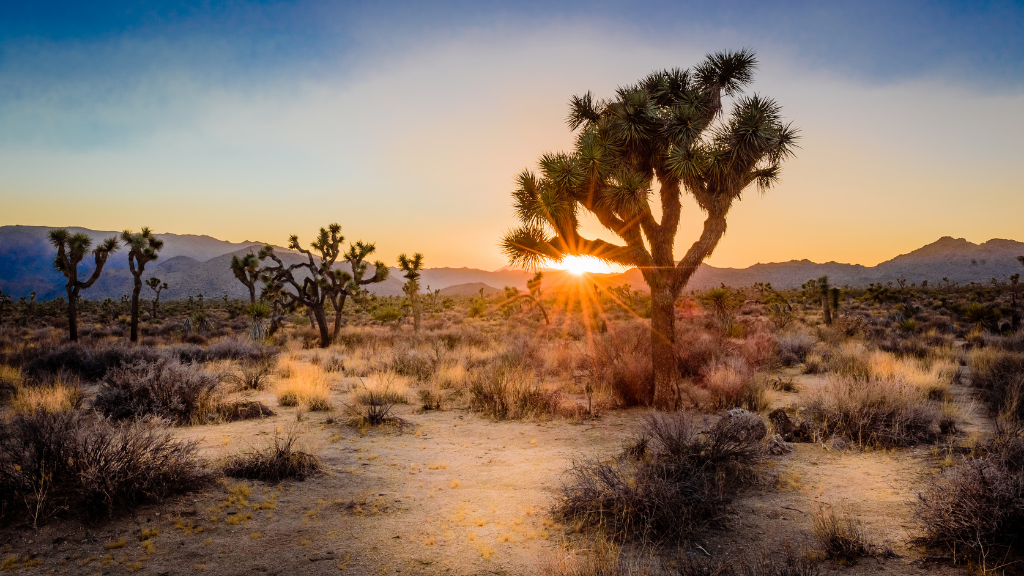 Sunset over Joshua Tree National Park desert landscape on Western USA Parks Tour - 9, 16, 18 Days | Parks & Peaks. Iconic stop for nature lovers.