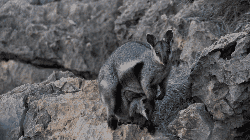 Rock wallaby perched on rocky cliffside in Cape Range, spotted during the 4-Day Ningaloo Kayak Expedition wildlife trek.