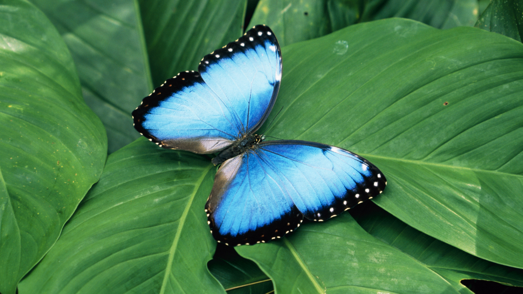 Costa Rica Explorer: Wildlife, Waterfalls & Beaches | 12-Day Group Adventure