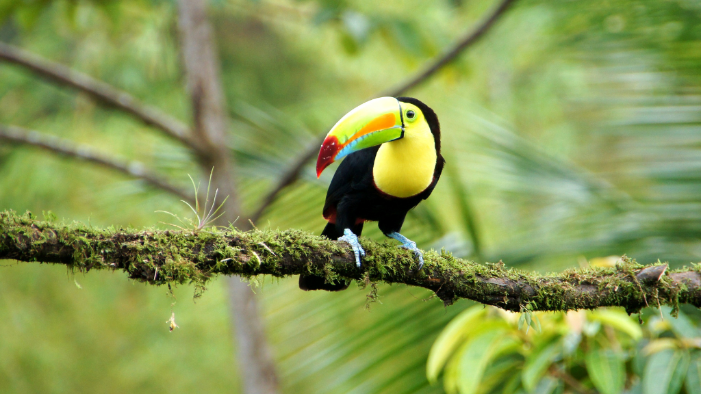 Costa Rica Explorer: Wildlife, Waterfalls & Beaches | 12-Day Group Adventure