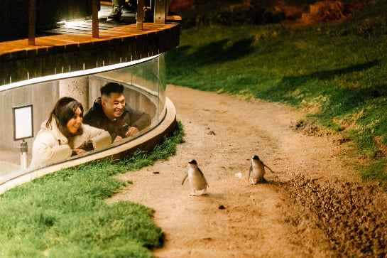 How to Visit the Phillip Island Penguin Parade Responsibly in 2026: Melbourne’s Best Climate-Positive Wildlife Adventure - Zero Trace Tours