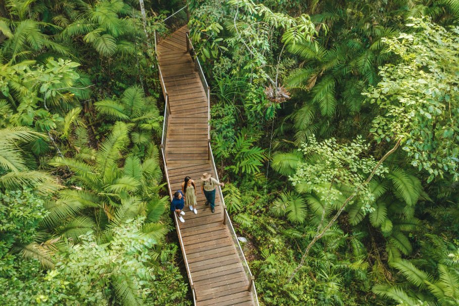 Best Time to Visit Daintree Rainforest: Season-by-Season Guide for Sustainable Adventures - Zero Trace Tours
