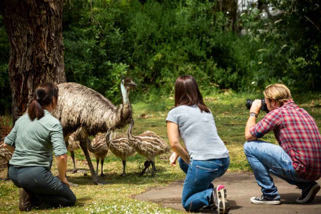 Family-Friendly Multi-Day Tours in the Grampians: Kid-Approved Activities & Tips - Zero Trace Tours