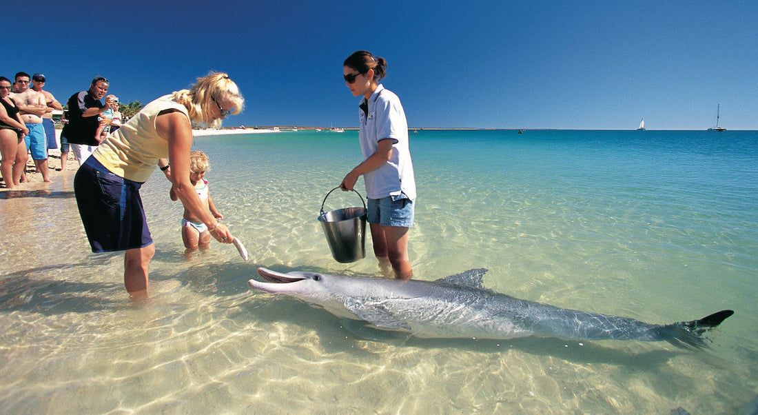 Best Time to Visit Monkey Mia: Sustainable Guide to Shark Bay Dolphins & Coral Coast Adventures - Zero Trace Tours