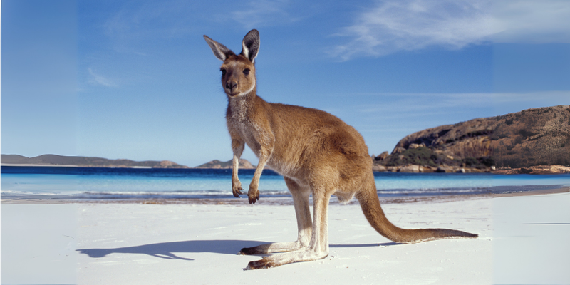 Kangaroo standing on a beach with clear blue waters, representing the unique wildlife of Australasia.