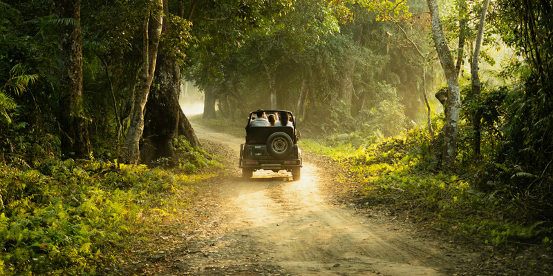 Wildlife Safaris