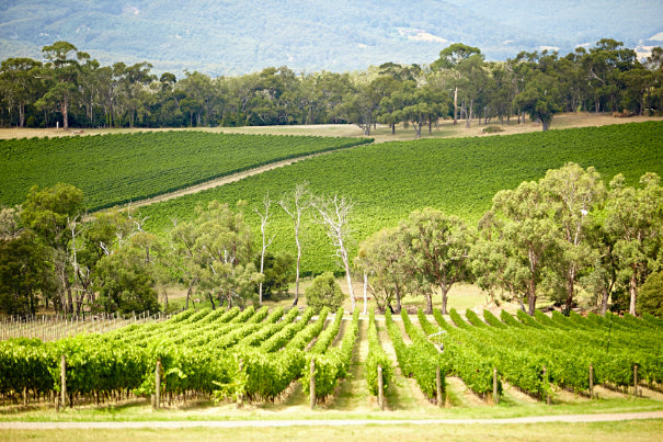 Yarra Valley & Wine Regions - Zero Trace Tours