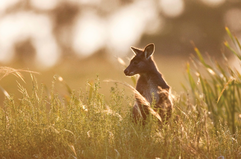 Kangaroo Island & Wildlife - Zero Trace Tours
