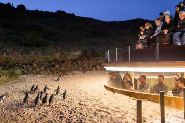 Phillip Island & Bays - Zero Trace Tours