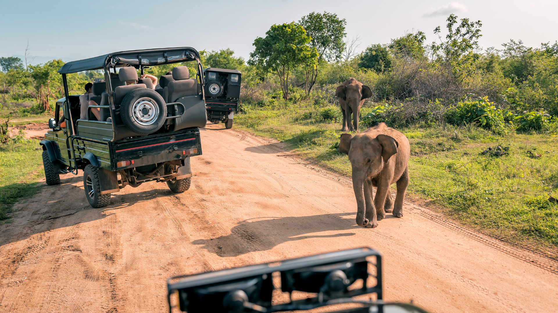Wildlife & Safari