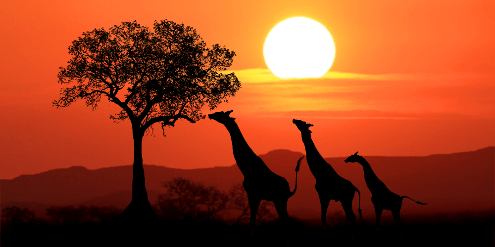 African Tours - Zero Trace Tours