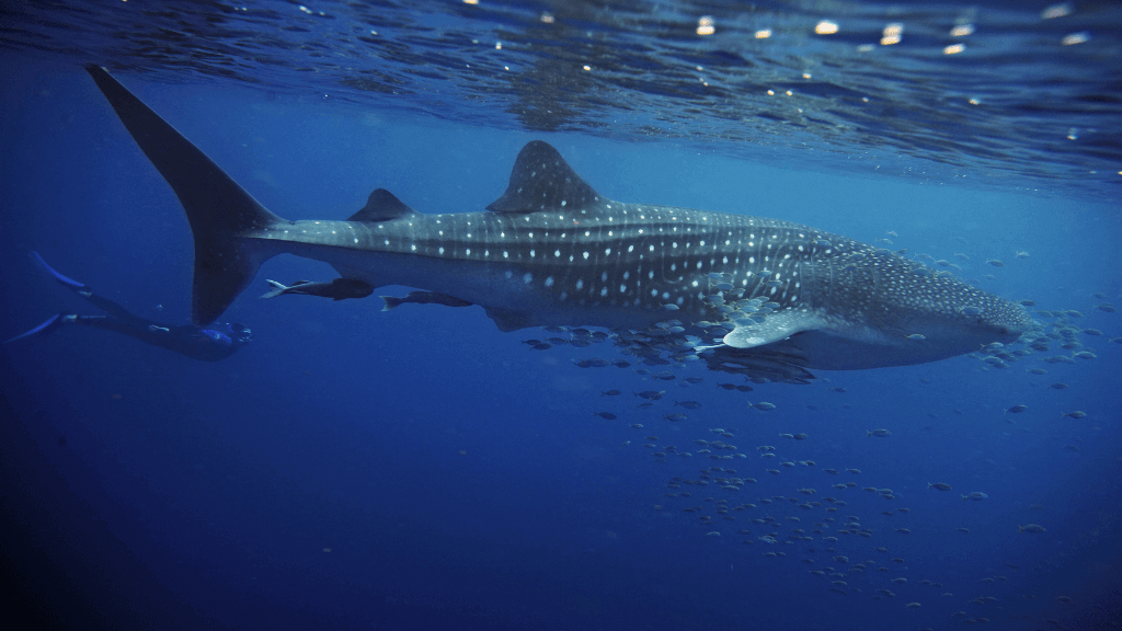 Whale shark swimming with snorkelers, a bucket-list experience on the Ningaloo Safari 3-Day Kayak & Snorkel Tour.
