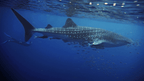 Whale shark swimming with snorkelers, a bucket-list experience on the Ningaloo Safari 3-Day Kayak & Snorkel Tour.