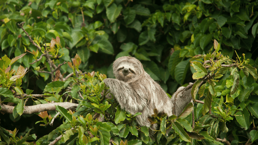 Riverboat to the Heart of the Amazon | 9 Days of Wildlife & Wild Waters