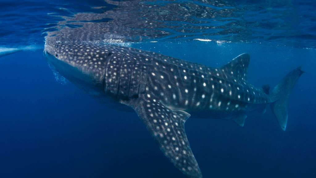 Whale shark swimming in deep blue waters, a bucket-list encounter on the Ningaloo Safari 3-Day Kayak & Snorkel Tour.