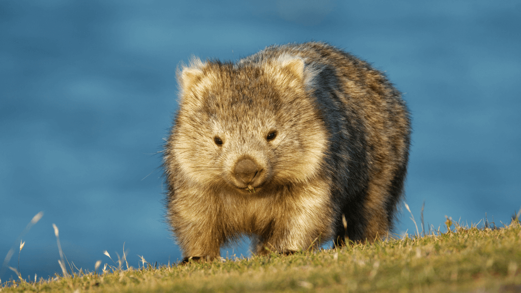Gordon River Kayaking | 7‑Day Wilderness Paddle in World Heritage Tasmania
