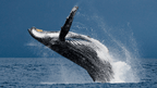Humpback whale breaching near Ningaloo Coast, a thrilling moment on the 3-Day Kayak & Snorkel Safari adventure.