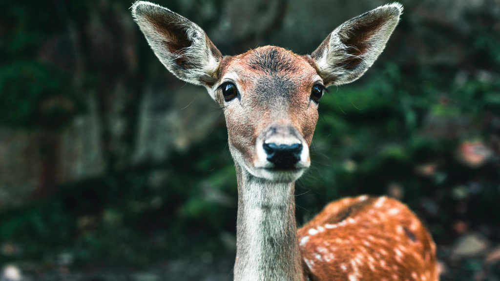 Northern Québec (Summer or Winter) Escape | 7 Days of Fjord Views, Forest Trails & Lodge Comfort