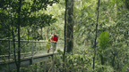 Couple enjoys rainforest skywalk on Whitsundays Reef Tour. Immersive nature experience from Brisbane to Cairns.