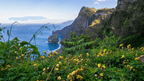 Lush green cliffs and ocean views with yellow wildflowers, showcasing Madeira’s beauty during the 6-days hiking Madeira’s trails.