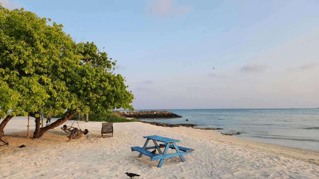 Reefs, Sharks & Sandbanks | 7-Day Maldives Snorkel & Island Escape