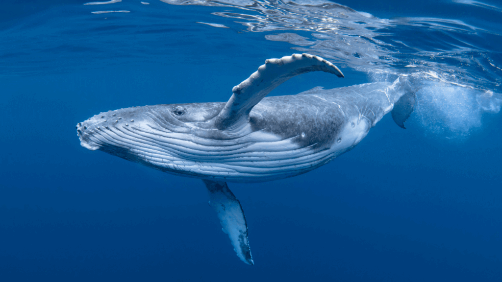 Close-up of humpback whale underwater, part of the marine encounters on the Ningaloo Safari 3-Day Kayak & Snorkel Tour.