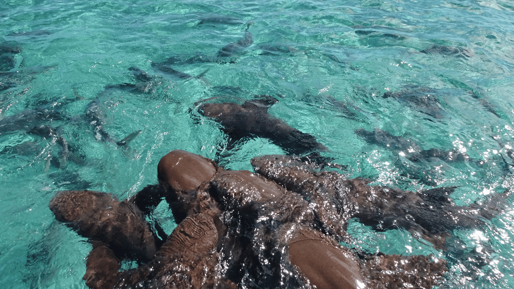 Rainforest Paths to Marine Gardens | 9-Days from Belize City → Caye Caulker