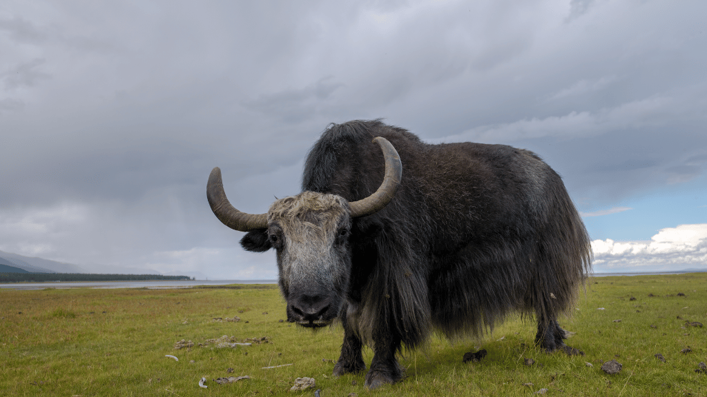 Steppe to Sand | 14-Days of Mongolian Legends, Orkhon Trails & Desert Stars
