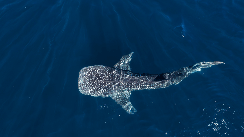 Whale shark swimming in deep blue waters off Ningaloo Reef during West Coast Road Trip. Marine wildlife encounter in Western Australia.
