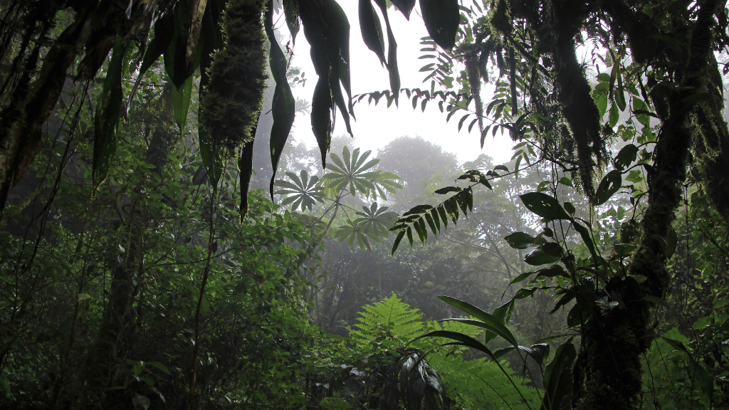 Costa Rica Pura Vida: Volcanoes, Cloud Forests & Wild Coasts | San José → San José (9/16 Days)