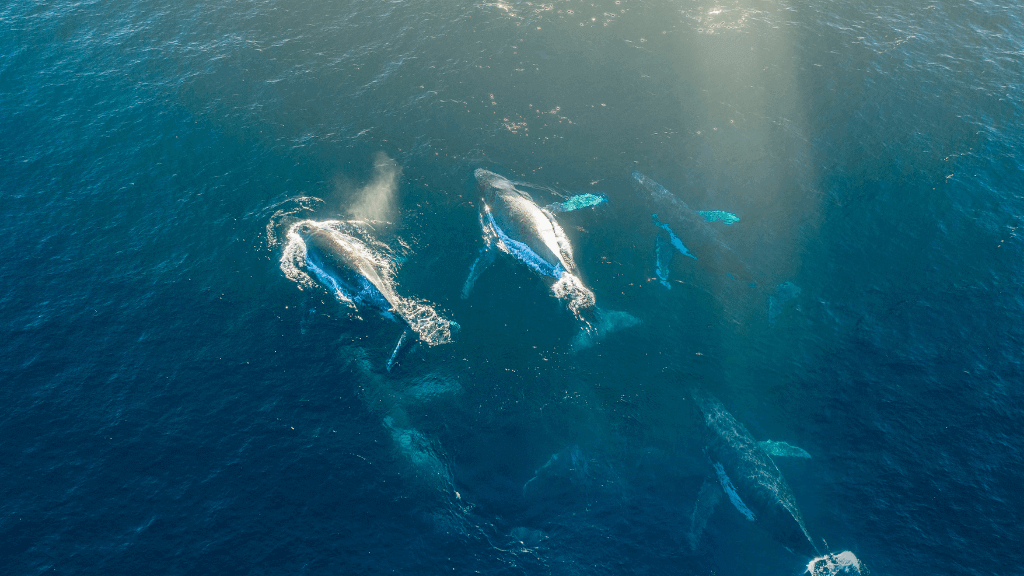 Pod of whales swimming in deep blue ocean, a possible sighting on the Ningaloo Safari 3-Day Kayak & Snorkel Tour.