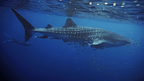Whale shark swimming with diver at Ningaloo Reef on West Coast Road Trip. Iconic marine wildlife experience in Western Australia.