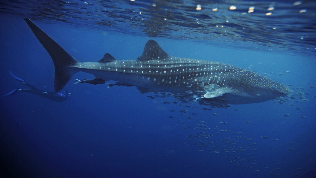 Whale shark swimming with diver at Ningaloo Reef on West Coast Road Trip. Iconic marine wildlife experience in Western Australia.