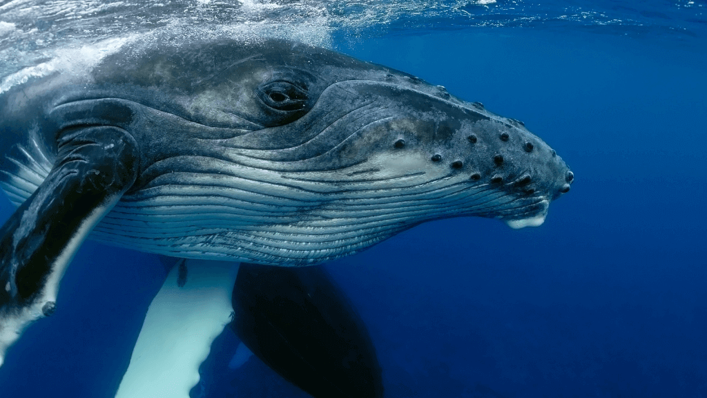 Close-up of humpback whale underwater, a majestic sight on the Ningaloo Safari 3-Day Kayak & Snorkel Tour.