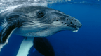 Close-up of humpback whale underwater, a majestic sight on the Ningaloo Safari 3-Day Kayak & Snorkel Tour.