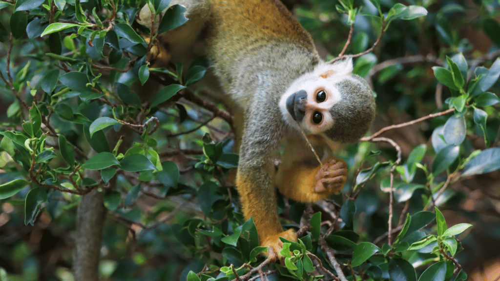 Amazon Immersion | 7-Day Homestay with Canoes, Cacao & Cascades