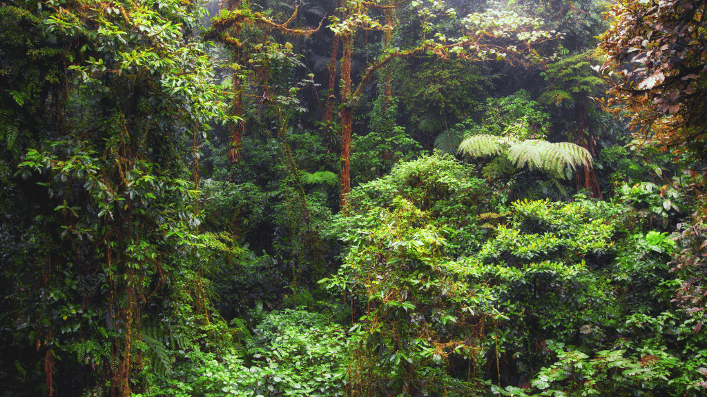 Costa Rica Pura Vida: Volcanoes, Cloud Forests & Wild Coasts | San José → San José (9/16 Days)