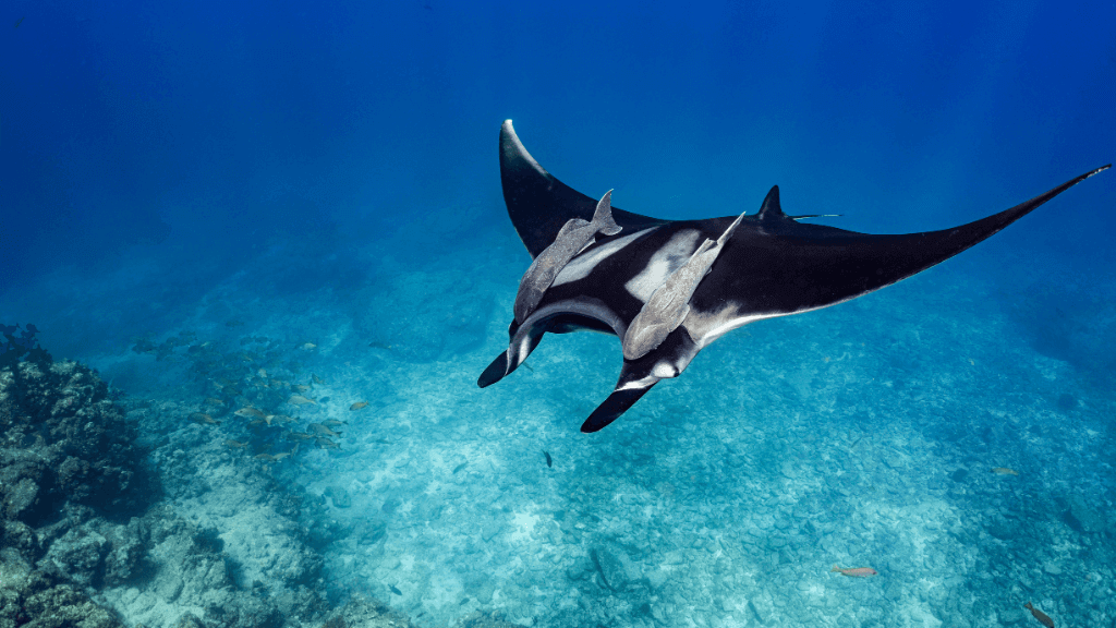 Manta ray swimming over coral reef, a highlight of the Ningaloo Safari 3-Day Kayak & Snorkel Tour marine experience.