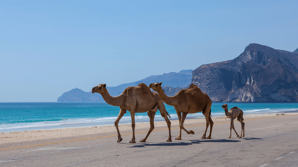 Camels walking along the coast near turquoise waters in Oman, showcasing coastal beauty on the Oman 8 Day Adventure - Desert Stars & Turtle Shores.