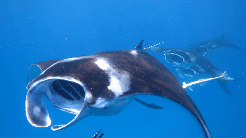 Group of manta rays swimming in deep blue ocean, a marine highlight of the Ningaloo Safari 3-Day Kayak & Snorkel Tour.