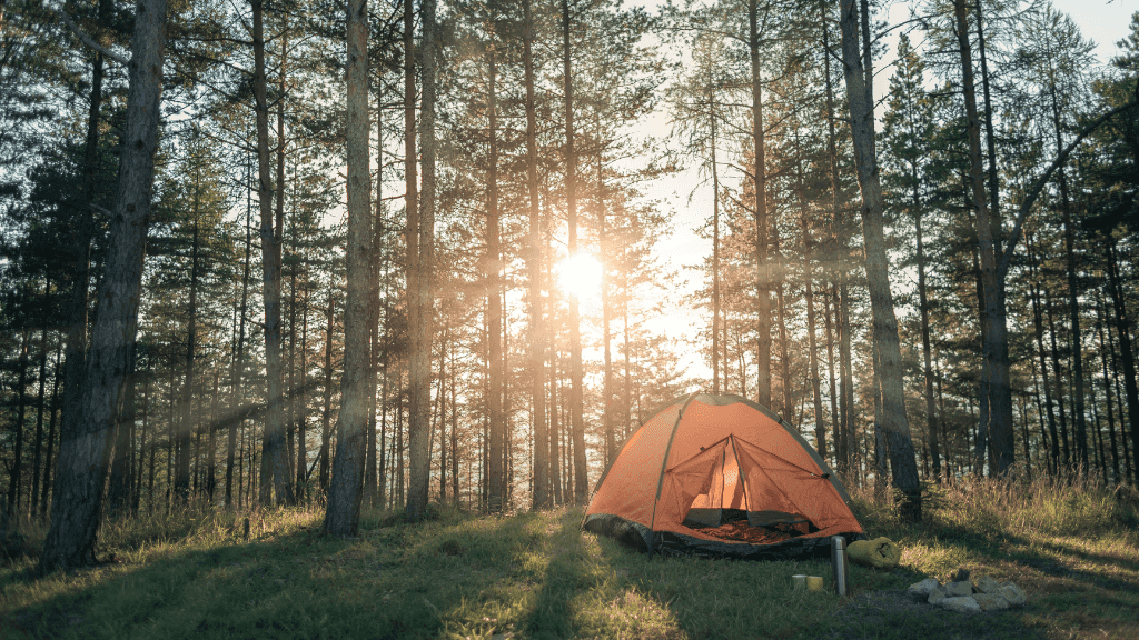 Geysers & Grizzlies | Yellowstone & Grand Teton — 6-Day Jackson Loop
