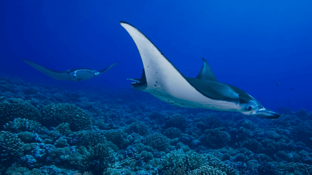 Manta ray gliding over coral reef, part of the marine life seen on the Ningaloo Safari 3-Day Kayak & Snorkel Tour.