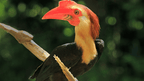 Close-up of a red-knobbed hornbill in Sulawesi rainforest, part of the wildlife experience on the Soul of Sulawesi - Tana Toraja Culture Tour.
