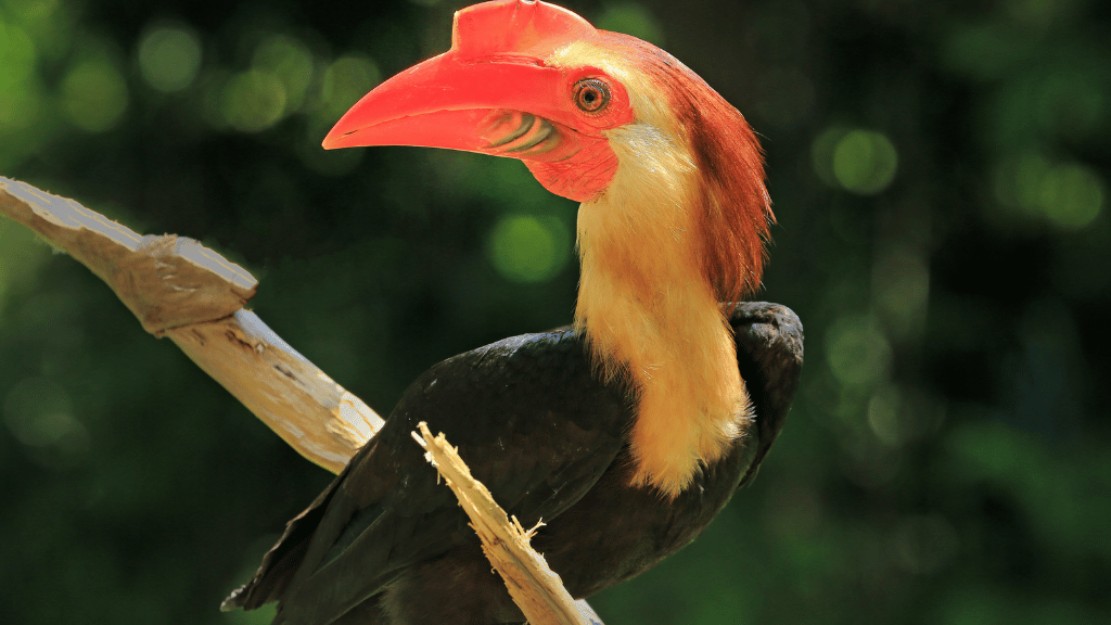 Close-up of a red-knobbed hornbill in Sulawesi rainforest, part of the wildlife experience on the Soul of Sulawesi - Tana Toraja Culture Tour.