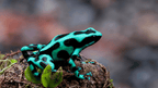 Costa Rica Pura Vida: Volcanoes, Cloud Forests & Wild Coasts | San José → San José (9/16 Days)